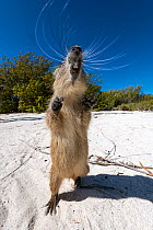Cuban hutia (Capromys pilorides) stands up on its back legs on a tropical beach. Jardines de la Reina, Gardens of the Queen National Park, Cuba. Endemic.