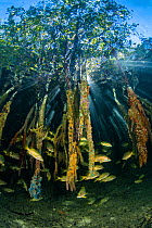 Sunbeams play through the roots of red mangrove trees (Rhizophora sp.), encrusted with marine life and home to schoolmaster snappers (Lutjanus apodus). Jardines de la Reina, Gardens of the Queen Natio...