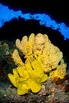 A branching tube sponge (Pseudoceratina crassa) growing in a coral canyon on a reef wall. East End, Grand Cayman, Cayman Islands, British West Indies. Caribbean Sea.