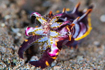 A colourful flamboyant cuttlefish (Metasepia pfefferi) with a captured shrimp in its tentacles. Dauin, Dauin Marine Protected Area, Dumaguete, Negros, Philippines. Bohol Sea, tropical west Pacific Oce...