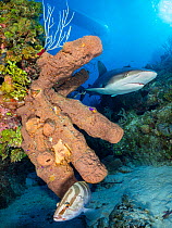 Caribbean reef shark (Carcharhinus perezi) swims past a brown tube sponge (Agelas conifera) growing on a coral reef, while a Nassau grouper (Epinephelus striatus) hides below. Jardines de la Reina, Ga...