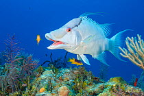 Giant hogfish (Bodianus macrognathos) male yawning at a cleaning station run by juvenile Spanish hogfish (Bodianus rufus). Jardines de la Reina, Gardens of the Queen National Park, Cuba. Caribbean Sea...