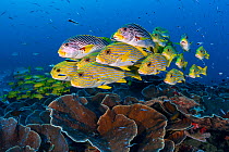 A mixed school of diagonal-banded sweetlips (Plectorhinchus lineatus) and ribbon sweetlips (Plectorhinchus polytaenia) gather above plate corals, with convict blennies (Pholidichthys leucotaenia). Sau...