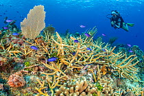 Diver swimming over a coral reef with Staghorn coral (Acropora cervicornis) with Blue chromis (Chromis cyanea) and Spotted scorpionfish (Scorpaena plumieri). East End, Grand Cayman, Cayman Islands, Br...