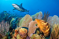 Caribbean reef shark (Carcharhinus perezi) swimming over a coral reef, watched by a Nassau grouper (Epinephelus striatus) surrounded by common sea fans (Gorgonia ventalina). Jardines de la Reina, Gard...