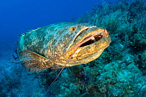 Atlantic goliath grouper (Epinephelus itajara) feeding on a Caribbean spiny lobster (Panulirus argus). Despite the awkward shape of its meal, the grouper made short work of it. Jardines de la Reina, G...