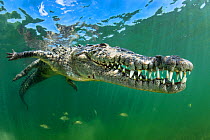 American crocodile (Crocodylus acutus) shows off its teeth. Jardines de la Reina, Gardens of the Queen National Park, Cuba. Caribbean Sea.