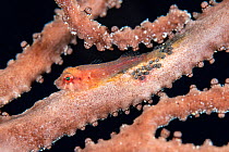 Red clingfish (Arcos c.f. rubiginosus) guards its eggs (which are at a late stage of development) on a Deepwater sea fan (Iciligorgia nodulifera) on a coral reef. East End, Grad Cayman, Cayman Islands...
