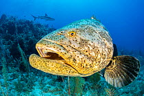 A portrait of an Atlantic goliath grouper (Epinephelus itajara) on a coral reef, with Caribbean reef shark (Carcharhinus perezi) behind.. Jardines de la Reina, Gardens of the Queen National Park, Cuba...
