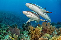 Pair of Caribbean reef sharks (Carcharhinus perezi) swim over a coral reef. Jardines de la Reina, Gardens of the Queen National Park, Cuba. Caribbean Sea.