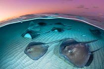 A group of large stingrays (Dasyatis americana) swim over sand in shallow water, in a split level photo taken at dawn. The Sandbar, Grand Cayman, Cayman Islands. British West Indies. Caribbean Sea.