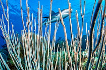 Caribbean reef shark (Carcharhinus perezi) swims over a coral reef, photographed through the branches of a porous sea rod (Pseudoplexaura sp.). Jardines de la Reina, Gardens of the Queen National Park...