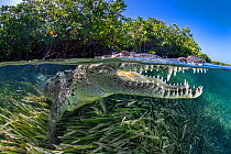 Split level photo of an American crocodile (Crocodylus acutus) beneath red mangrove trees (Rhizophora mangle) above a bed of seagrass (turtlegrass: Thalassia testudinum). Jardines de la Reina, Gardens...