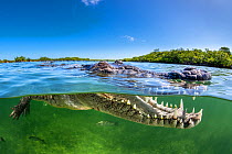 Split level photo of an American crocodile (Crocodylus acutus) beneath red mangrove trees (Rhizophora mangle) above a bed of seagrass ( Thalassia testudinum). Jardines de la Reina, Gardens of the Quee...