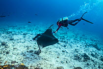 Marine biologist using an underwater ultrasound to scan a female manta ray (Mobula alfredi) over a coral reef. Laamu Atoll, Maldives. Indian Ocean