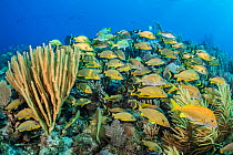 School of grunts (bluestriped grunt: Haemulon sciurus and white grunt: Haemulon plumieri) sheltering in sea plumes (Pseudopterogorgia sp.) and porous sea rods (Pseudoplexaura sp.) on a coral reef. Jar...