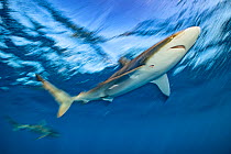 Pelagic silky shark (Carcharhinus falciformis) swimming beneath the surface of the ocean. Jardines de la Reina, Gardens of the Queen National Park, Cuba. Caribbean Sea.