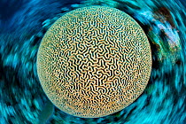 Symmeterical brain coral (Pseudodiploria strigosa) on a coral reef, photographed with a long exposure with camera rotation. East End, Grand Cayman, Cayman Islands, British West Indies. Caribbean Sea.