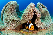 Saddleback anemonefish (Amphiprion polymnus) barks a warning as it guards a clutch of developing eggs (beneath it) laid on a small stone, below a fold in its home, a Haddon&#39;s sea anemone (Stichoda...
