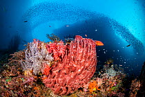 Reef scene with a giant barrel sponge (Xestospongia testudinaria) coral grouper (Cephalopholis miniata) beneath scholling silversides (Atherinidae). Pelee Islands, Misool, Raja Ampat, West Papua, Indo...