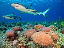 Caribbean reef sharks (Carcharhinus perezi) swim over a boulders of massive starlet coral (Siderastrea siderea) on a reef. Jardines de la Reina, Gardens of the Queen National Park, Cuba. Caribbean Sea...