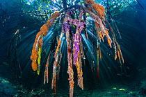 Sunbeam on through the roots of red mangrove trees (Rhizophora sp.), encrusted with marine life (sponges and seasquirts). Jardines de la Reina, Gardens of the Queen National Park, Cuba. Caribbean Sea.