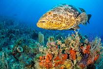 Portrait of an Atlantic goliath grouper (Epinephelus itajara) on a coral reef, with orange clustered sponges (Agelas sp.). Jardines de la Reina, Gardens of the Queen National Park, Cuba. Caribbean Sea...