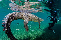 Snorkeller photographs an American crocodile (Crocodylus acutus) above a bed of seagrass (Thalassia testudinum). Jardines de la Reina, Gardens of the Queen National Park, Cuba. Caribbean Sea.