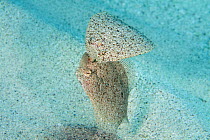 Courtship between a pair of Eyed flounder (Bothus ocellatus). West Bay, Grand Cayman, Cayman Islands, British West Indies. Caribbean Sea.
