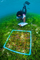 Marine biologist surveying a meadow of seagrass (Cymodocea rotundata) around a Maldive Island. Seagrass is an important habitat, yet Maldives resorts were previously encouraged to pluck seagrass to im...