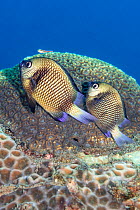 Pair of Reticulated dascyllus (Dascyllus retriculatus) spawning eggs on a coral reef. Dauin, Dauin Marine Protected Area, Dumaguete, Negros, Philippines. Bohol Sea, tropical west Pacific Ocean.