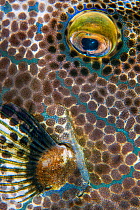 Eye and fin detail of a scrawled filefish (Aluterus scriptus) on a coral reef. Arborek Island, Raja Ampat, West Papua, Indonesia. Dampier Strait. Ceram Sea. Tropical West Pacific Ocean.