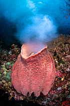 Giant barrel sponge (Xestospongia testudinaria) releases a large cloud of gametes as it spawns on a coral reef, while a Threadfin hawkfish (Cirrhitichthys aprinus) looks on. Daram Islands, Misool, Raj...