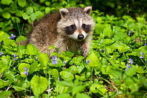 Raccoon (Procyon lotor) cub aged approximately five weeks sitting amongst Violets (Viola sp). Connecticut, USA. May.