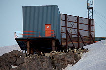 Adelie penguins (Pygoscelis adeliae) which have recolonised under the meteorology building at Dumont d&#39;Urville station , Antarctica November 2012