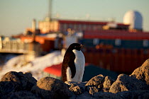 Adelie penguin (Pygoscelis adeliae) in front of Dumont d&#39;Urville station, Antarctica. March 2012