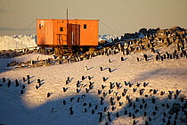 Adelie penguin (Pygoscelis adeliae) colony in the middle of Dumont d&#39;Urville station, Antarctica. March 2012