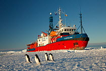 French Icebreaker L&#39;Astrolabe moored on the edge of the fast ice, with Adelie penguins (Pygoscelis adeliae) off Dumont D&#39;Urville station, Antarctica. December 2014