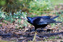 Rook (Corvus frugilegus) on woodland floor near flowering Snowdrops (Galanthus nivalis) with a stick in its beak it has collected for its nest, Gloucestershire, UK, February.