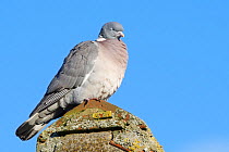 Wood pigeon (Columba palumbus) perched on a cottage roof with its eyes shut, Gloucestershire UK, February.