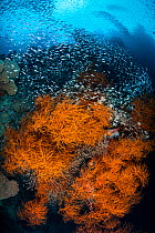 Orange bushy black corals (Antipathes sp) are surrounded by glassfish (Apogonidae) and schooling silversides (Atherinidae). Daram Islands, Misool, Raja Ampat, West Papua, Indonesia. Ceram Sea. Tropica...