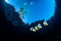 Group of Longfin batfish (Platax teira) beneath the surface, close to an island. Farondi Islands, Misool, Raja Ampat, West Papua, Indonesia. Tropical West Pacific Ocean.