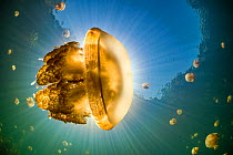 Stingless golden jellyfish (Mastigias sp.), backlit by the sun, in a landlocked marine lake in the middle of an island. Their golden colour comes from endosymbiotic algae, which provide nutrition for...