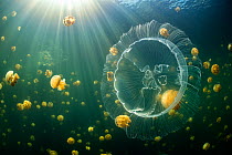 Moon jelly (Aurelia aurita) swimming in front of an aggregation of stingless Golden jellyfish (Mastigias sp.) in a landlocked marine lake in the middle of an island. Their golden colour comes from end...