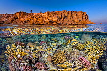 Diverse hard coral growth (Pocillopora damicornis, Pocillopora verrucosa and Millepora dichotoma), flourishes beneath the barren desert cliffs in the Red Sea. Ras Katy, Sinai, Egypt. Gulf of Aqaba, Re...
