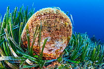 Noble pen shell (Pinna nobilis), a large bivalve shell (this individual was about 60cm) endemic to the Mediterraean, grows vertically in a Mediterranean sea grass (Posidonia oceanica) meadow. Costa Pa...