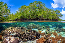 Split level photo of mangrove scenery, with hard corals ( including Goniopora sp.; Heliopora sp; Porites sp.) growing below Red mangrove tree: (Rhizophora mangle). Nampale Islands, Misool, Raja Ampat,...