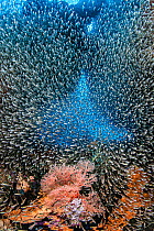 School of cardinalfish (Apogon sp.) mass in cave in coral reef, above Red seafan (Melithaea sp.). Misool, Raja Ampat, West Papua, Indonesia. Ceram Sea. Tropical West Pacific Ocean.