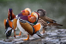 Mandarin duck (Aix galericulata) males displaying with female in the background, Yuyuantan Park, Beijing, China