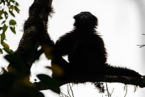Skywalker hoolock gibbon / Gaoligong hoolock gibbon (Hoolock tianxing) hanging from tree, Gaoligong Mountains National Nature Reserve, Yunnan Province, China